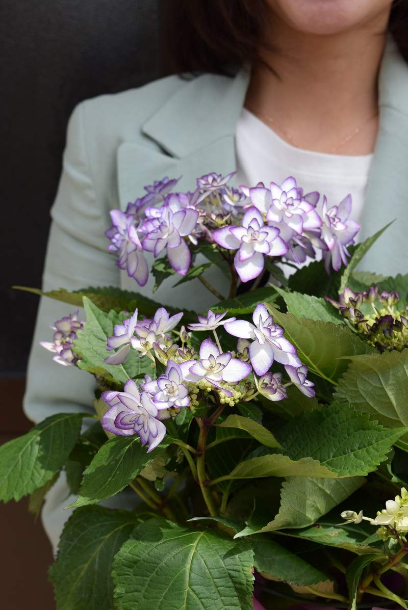 Amazon｜紫陽花 星咲 ガクアジサイ 5月に開花の 母の日 お誕生日